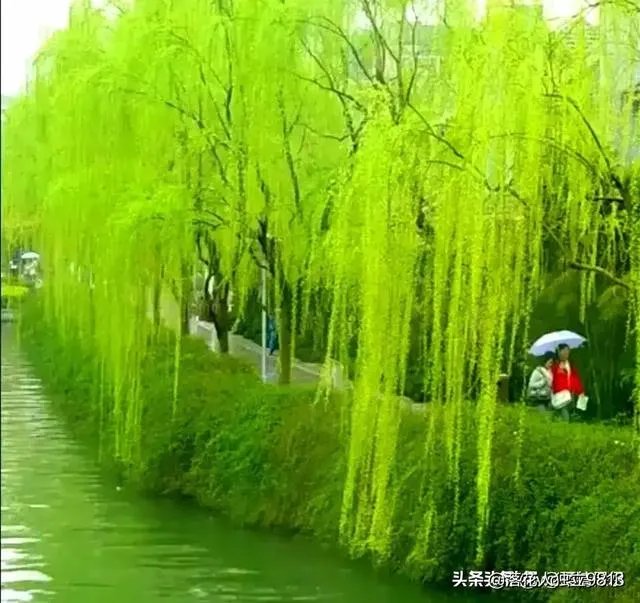 “不知细叶谁裁出，二月春风似剪刀”描写的什么美景？