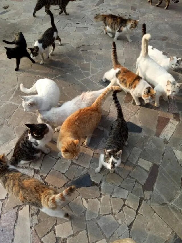 刘亦菲家后院首次曝光，养40多只猫，场面壮观。如果是你，你最多收养多少只流浪猫？