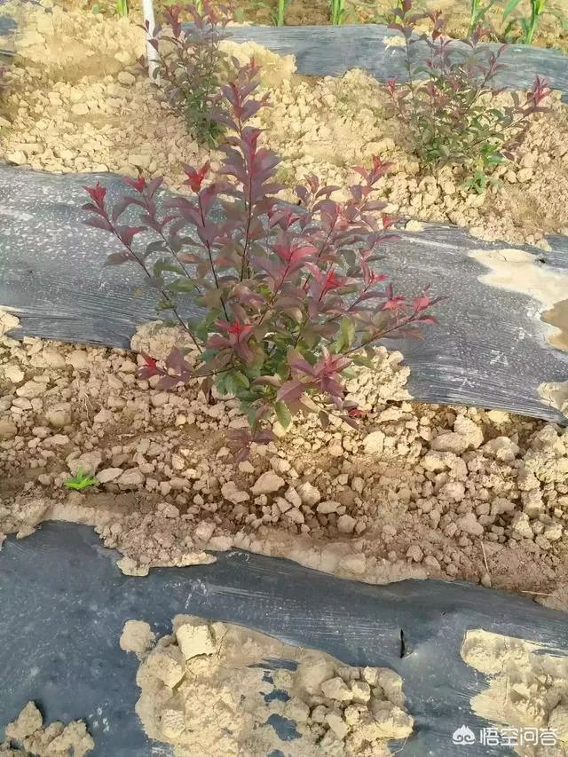 有人说苗木的行情不好，是真的吗？