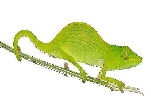 怎么分离图片的背景？