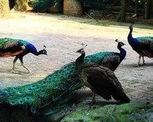 观音山有何景点？