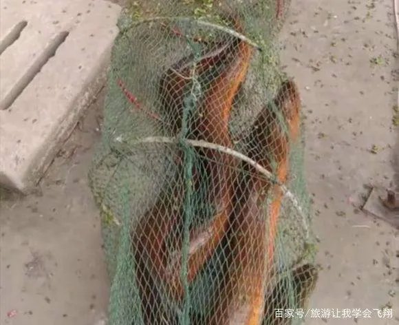 一斤以上的野生大黄鳝通常要长多少年？