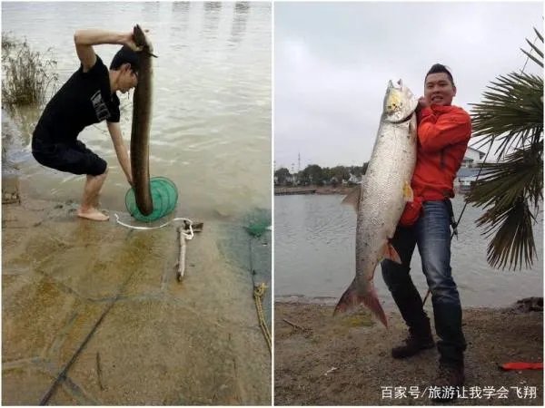 一斤以上的野生大黄鳝通常要长多少年？