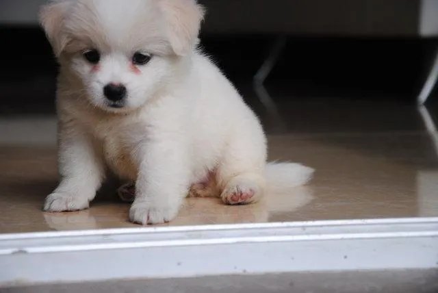 狗狗泪痕怎么解决？