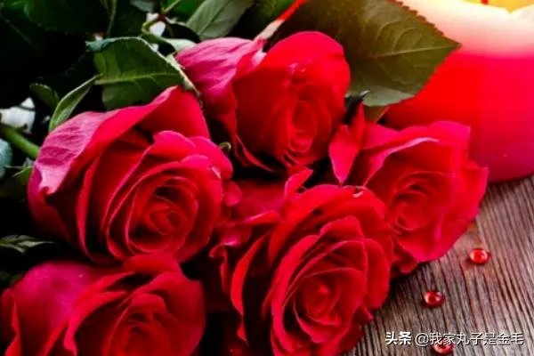 情人节送多少朵玫瑰？