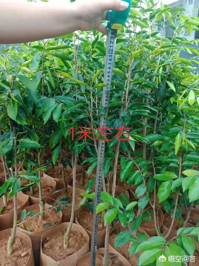 有人说苗木的行情不好，是真的吗？