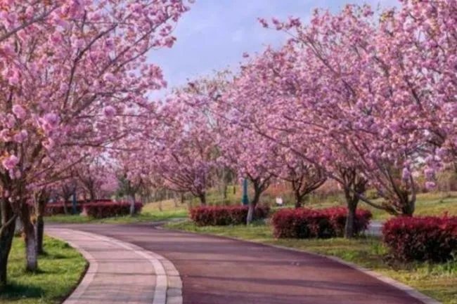 成都有哪些著名的樱花观赏地？