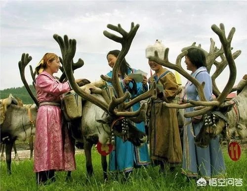 115只荷兰驯鹿抵达内蒙古，用于繁衍本土种群，你怎么看？