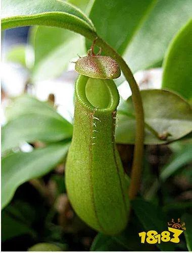 蚂蚁庄园5.14答案是什么 下列选项中哪种植物也是吃肉的