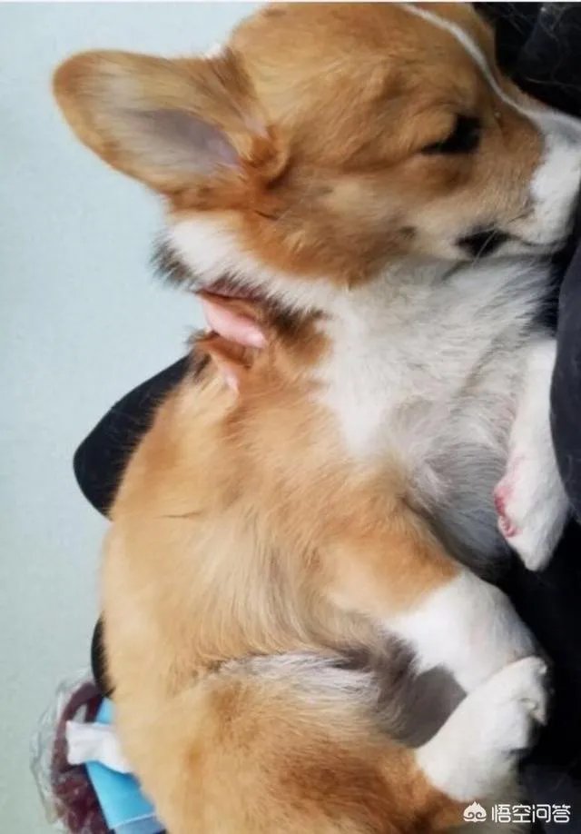 可怜的柯基被摔死，道歉有用吗？