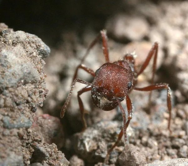 西方收获蚁的介绍