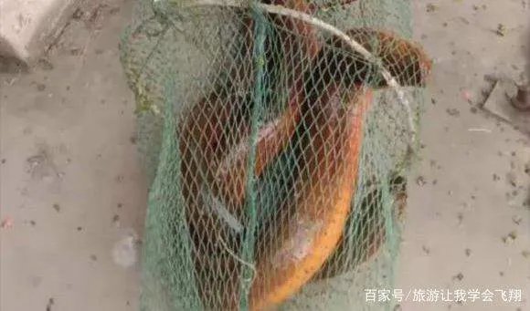 一斤以上的野生大黄鳝通常要长多少年？