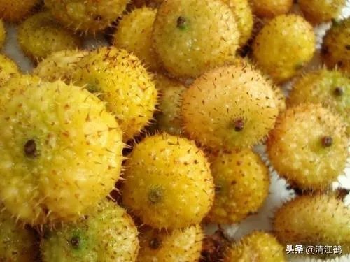 野生刺梨怎样种植？