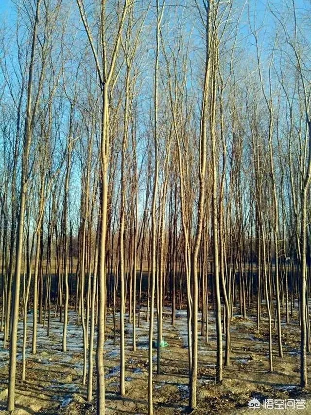 有人说苗木的行情不好，是真的吗？