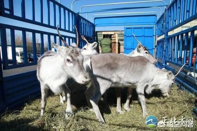 115只荷兰驯鹿抵达内蒙古，用于繁衍本土种群，你怎么看？