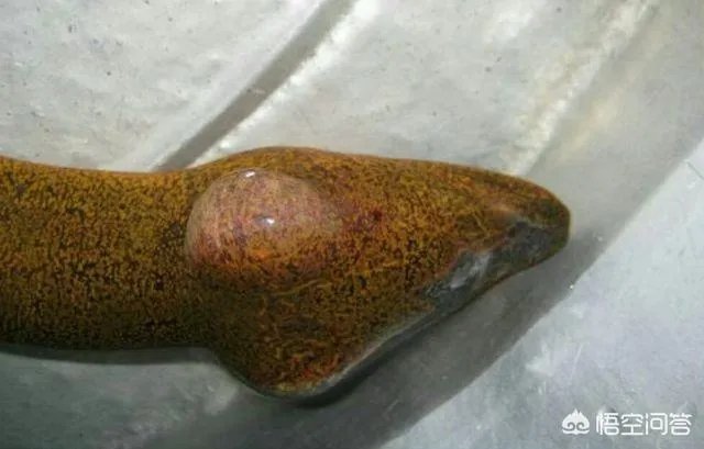 黄鳝头到底能不能吃？为什么？