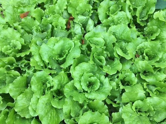 蔬菜栽培技术全套教程？