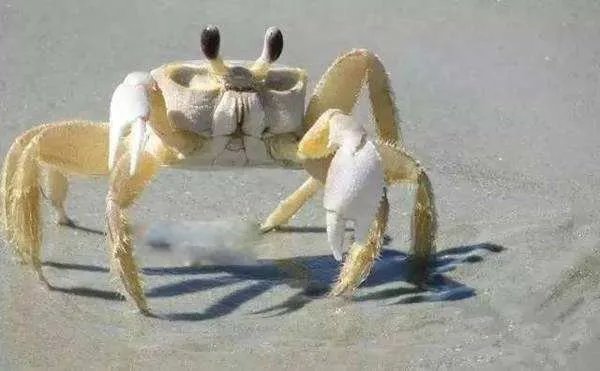 巨招潮蟹的介绍 四角招潮蟹是其中的一个品种