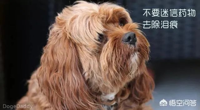 狗狗泪痕怎么解决？