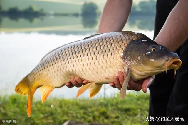 钓鱼人，雨前为啥不好钓鱼？