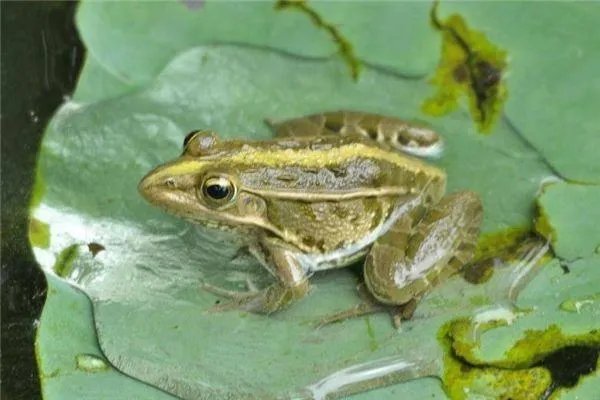 印度人当初为求雨强行结婚的青蛙如今离婚了，这两只青蛙是怎么挑选出来的？