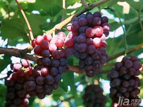 怎么种植盆栽葡萄 盆栽葡萄种植技术介绍