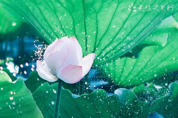 珍珠鸟炸毛是怎么回事