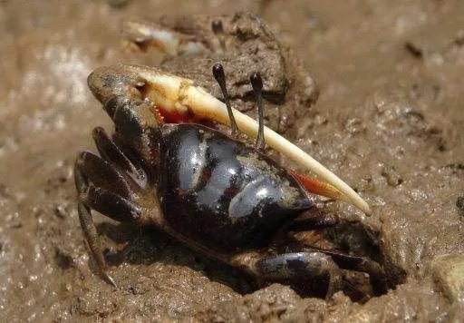 巨招潮蟹的介绍 四角招潮蟹是其中的一个品种