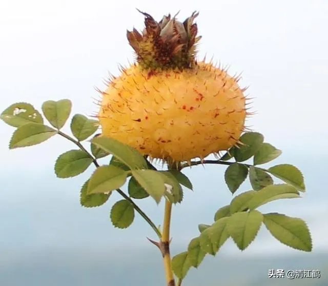 野生刺梨怎样种植？