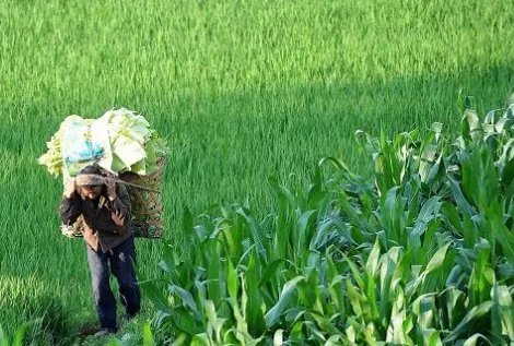 尿毒症男子包下60亩地自救，如果是你，你还会努力活下去吗？