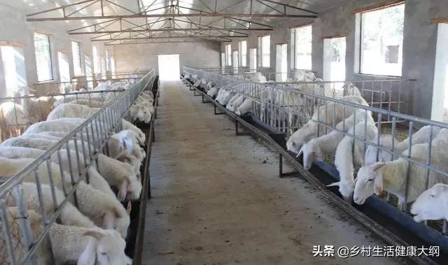 养羊回成太慢，能不能再做点别的来维持生活呢？