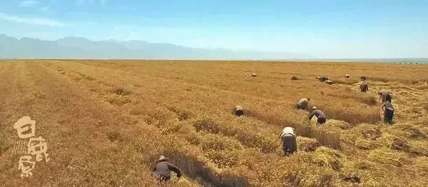 《白鹿原》与《欢乐颂2》你更看好哪部剧？