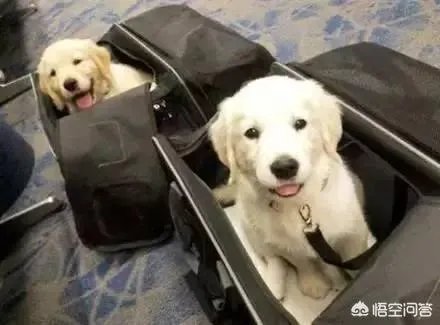 海航将允许旅客付费带宠物进客舱，你介意坐飞机的时候机舱有条狗狗吗？