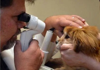 狗狗泪痕怎么解决？