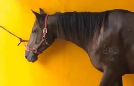 福建下海救人的两匹救命恩马去世 事件背后的真相让人泪目