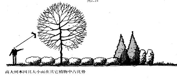 干货 | 庭院植物打造，营造十足空间感