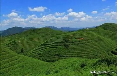 野生刺梨怎样种植？