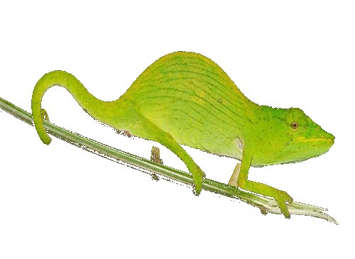 怎么分离图片的背景？