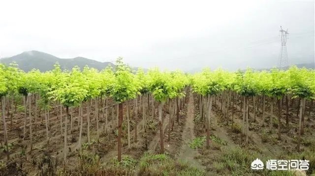 有人说苗木的行情不好，是真的吗？