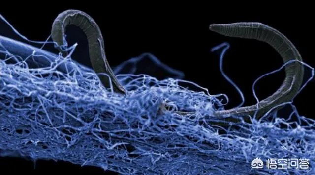 地底下真的有人类？斯诺登爆出的地下世界，真的存在吗？