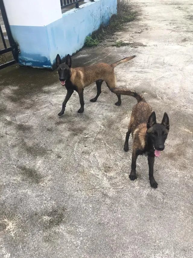 狗狗泪痕怎么解决？