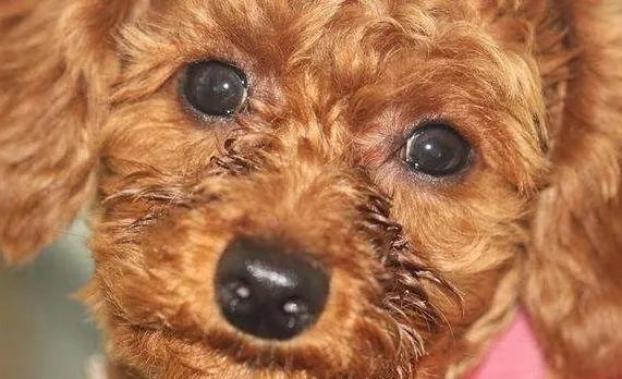 狗狗泪痕怎么解决？