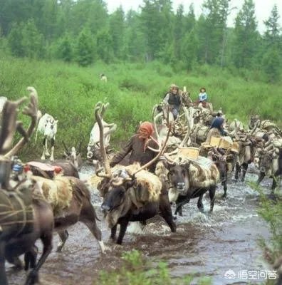 115只荷兰驯鹿抵达内蒙古，用于繁衍本土种群，你怎么看？