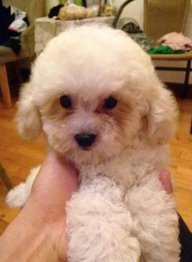 狗狗泪痕怎么解决？