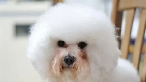 狗狗泪痕怎么解决？