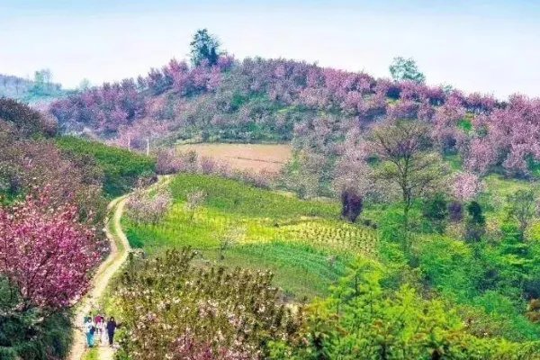 成都有哪些著名的樱花观赏地？