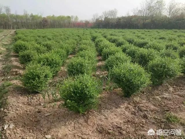 有人说苗木的行情不好，是真的吗？