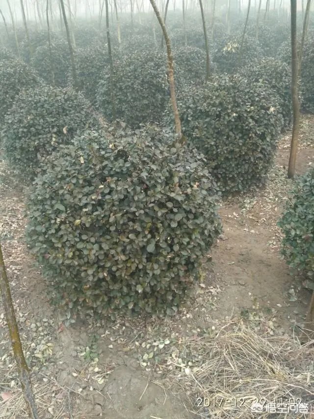 有人说苗木的行情不好，是真的吗？