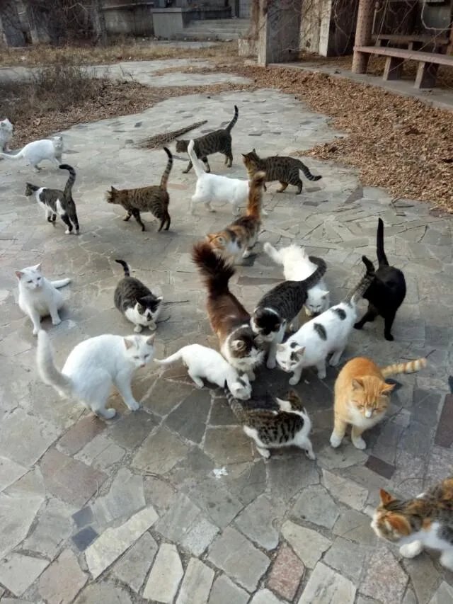 刘亦菲家后院首次曝光，养40多只猫，场面壮观。如果是你，你最多收养多少只流浪猫？