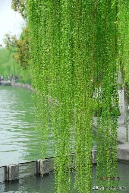 “不知细叶谁裁出，二月春风似剪刀”描写的什么美景？